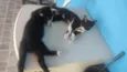 Chicó e Rosinha