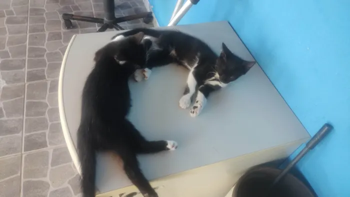 Gato ra a SRD-ViraLata idade 2 a 6 meses nome Chicó e Rosinha