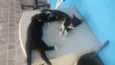 Chicó e Rosinha
