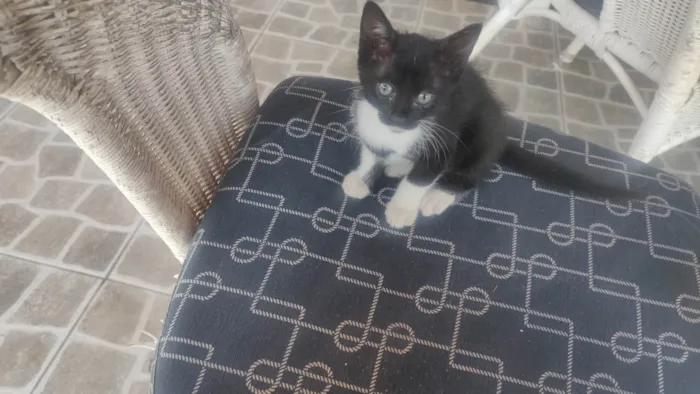 Gato ra a SRD-ViraLata idade 2 a 6 meses nome Chicó e Rosinha