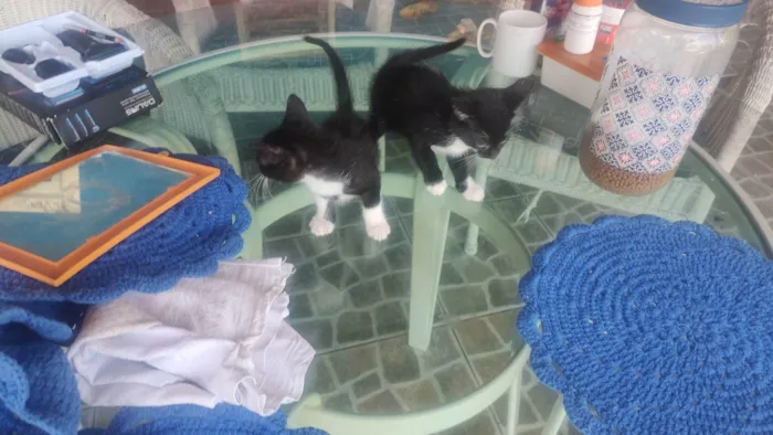 Gato ra a SRD-ViraLata idade 2 a 6 meses nome Chicó e Rosinha