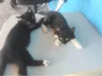 Chicó e Rosinha