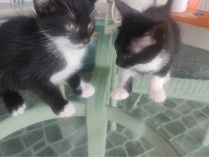 Gato raça SRD-ViraLata idade 2 a 6 meses nome Chicó e Rosinha
