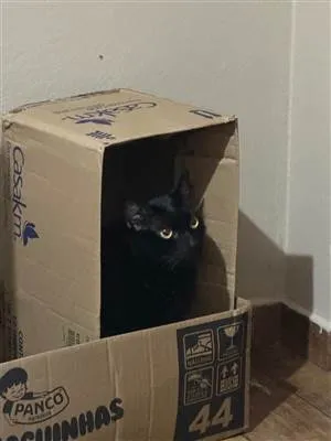 Gato raça SRD-ViraLata idade 3 anos nome Lucky