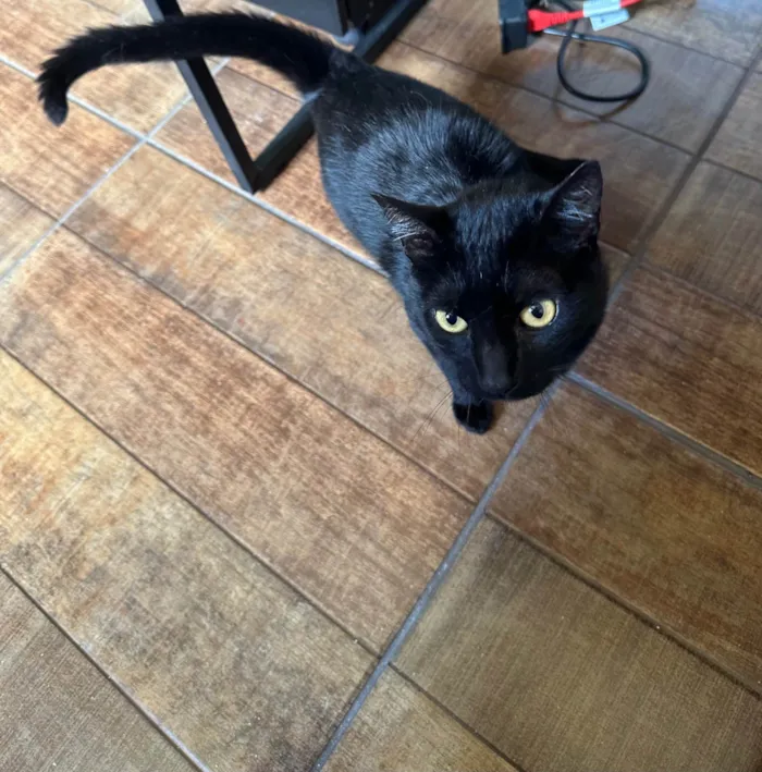 Gato ra a SRD-ViraLata idade 3 anos nome Lucky