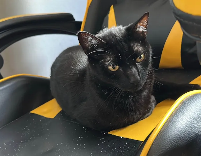 Gato ra a SRD-ViraLata idade 3 anos nome Lucky