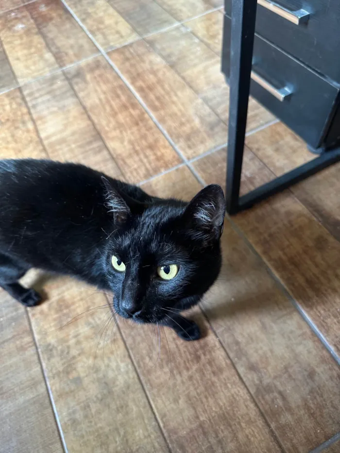 Gato ra a SRD-ViraLata idade 3 anos nome Lucky