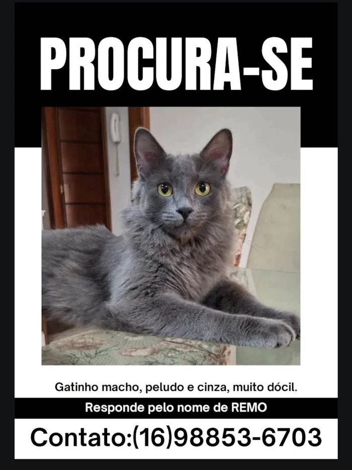 Gato ra a SRD-ViraLata idade 1 ano nome Remo