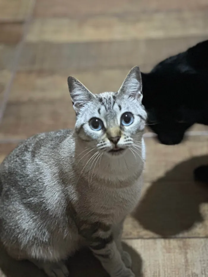 Gato ra a SRD-ViraLata idade 3 anos nome Maggie