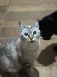 Maggie