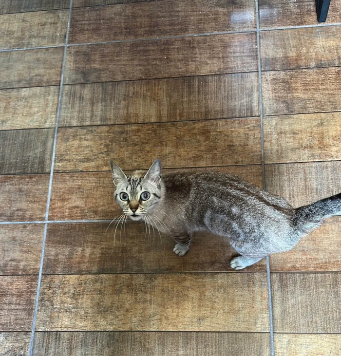 Gato ra a SRD-ViraLata idade 3 anos nome Maggie