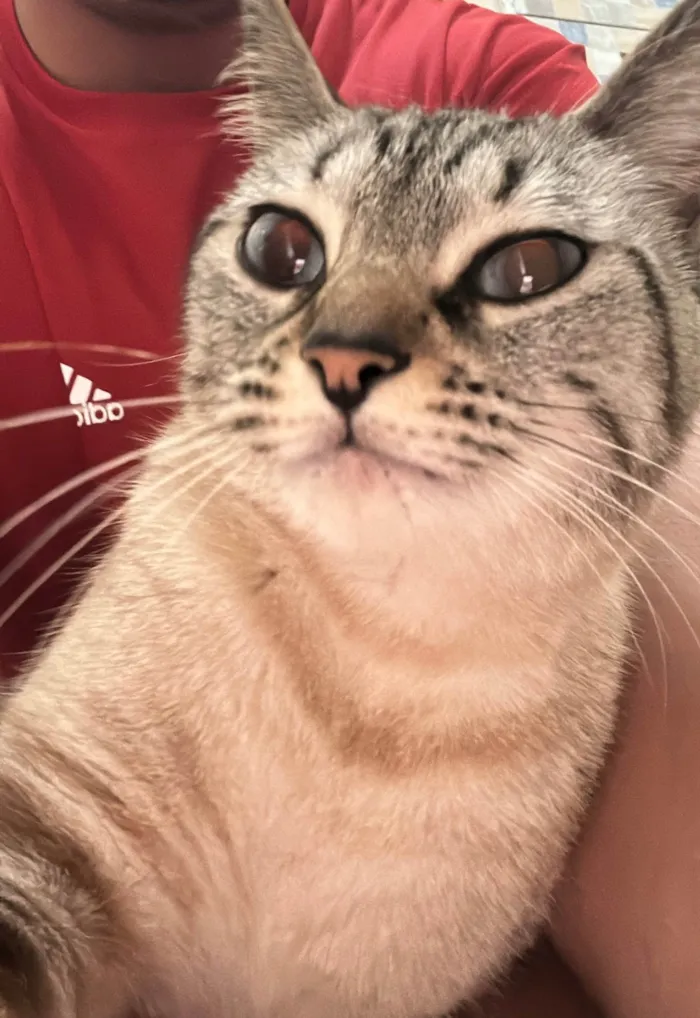 Gato ra a SRD-ViraLata idade 3 anos nome Maggie