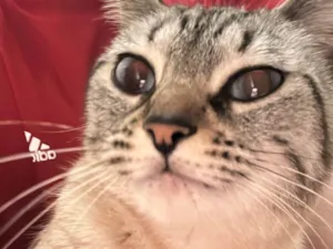 Gato raça SRD-ViraLata idade 3 anos nome Maggie