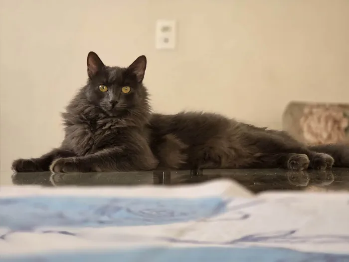 Gato ra a SRD-ViraLata idade 1 ano nome Remo