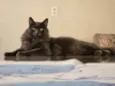 Remo
