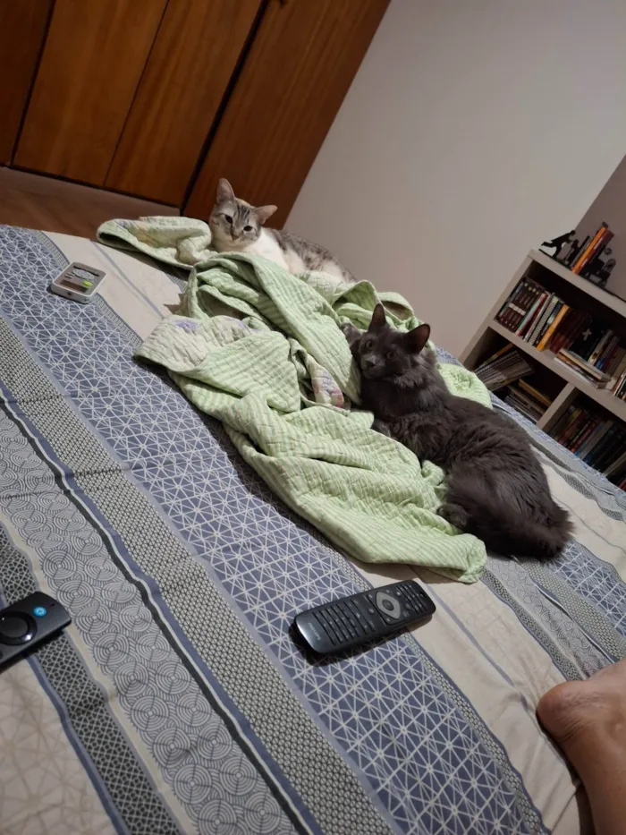Gato ra a SRD-ViraLata idade 1 ano nome Remo