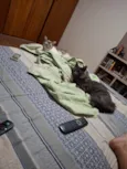 Remo