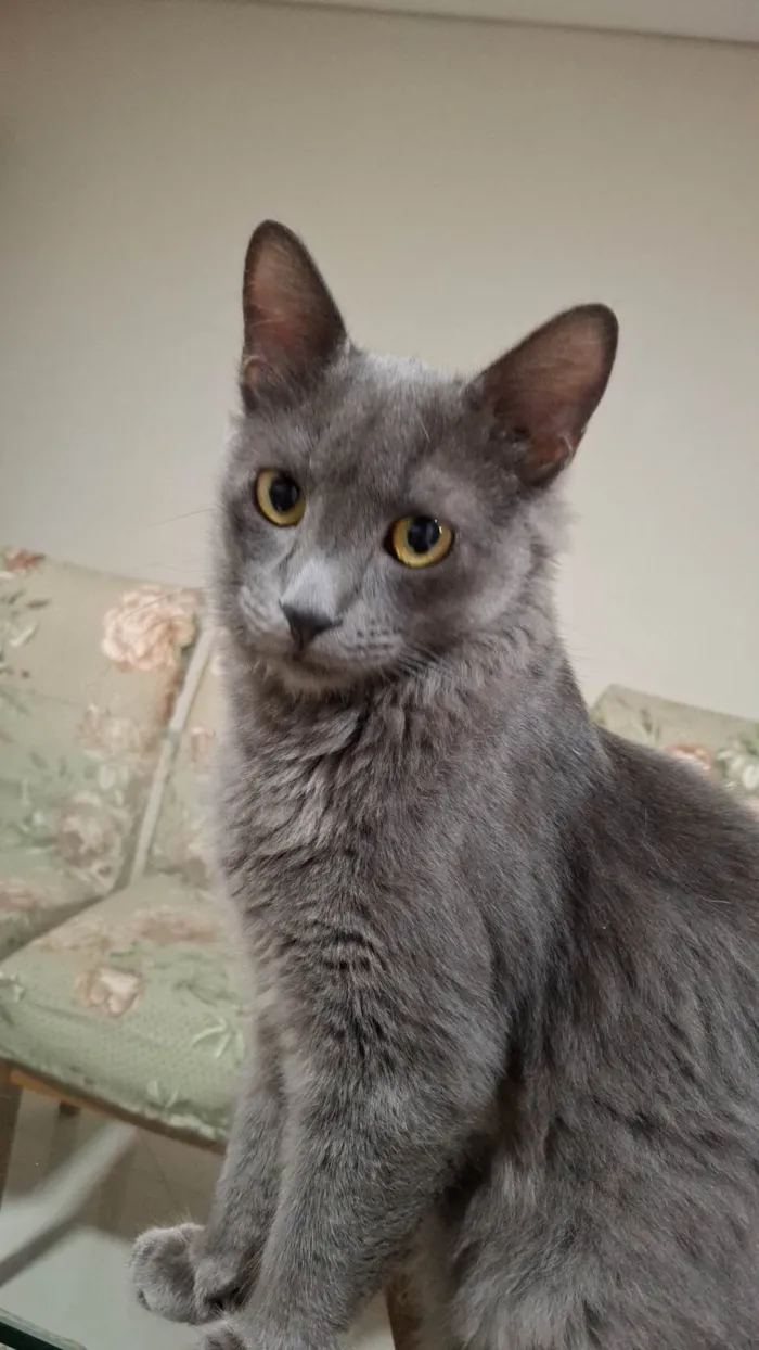 Gato ra a SRD-ViraLata idade 1 ano nome Remo