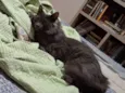 Remo