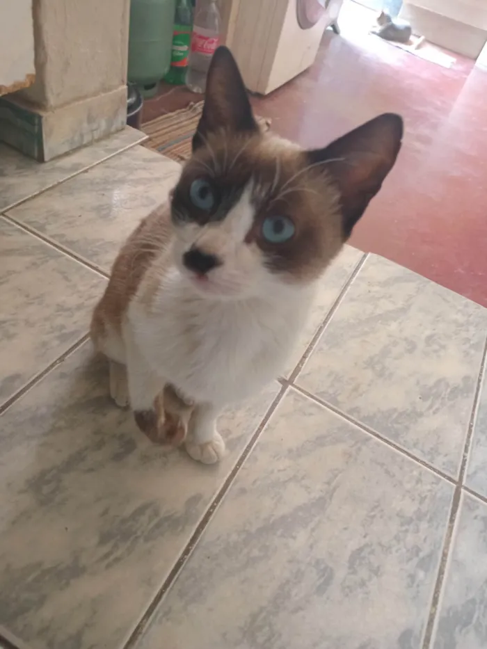 Gato ra a Siamês idade 6 ou mais anos nome Mel