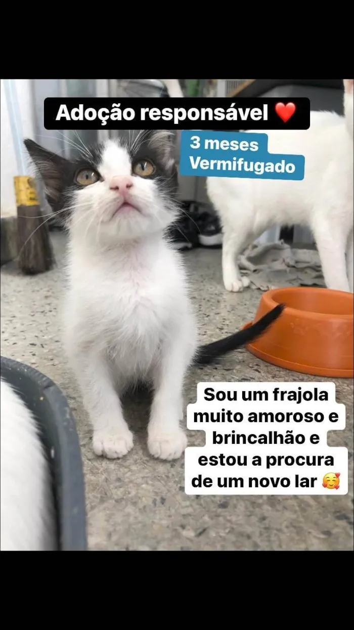 Gato ra a SRD-ViraLata idade 2 a 6 meses nome Antonin 