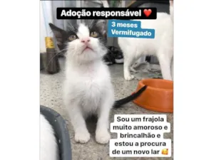 Gato raça SRD-ViraLata idade 2 a 6 meses nome Antonin 
