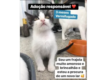 Gato raça SRD-ViraLata idade 2 a 6 meses nome Antonin 