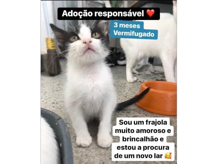 Gato ra a SRD-ViraLata idade 2 a 6 meses nome Antonin 