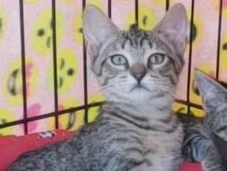 Cachorro raça SRD-ViraLata idade 2 a 6 meses nome Kitty
