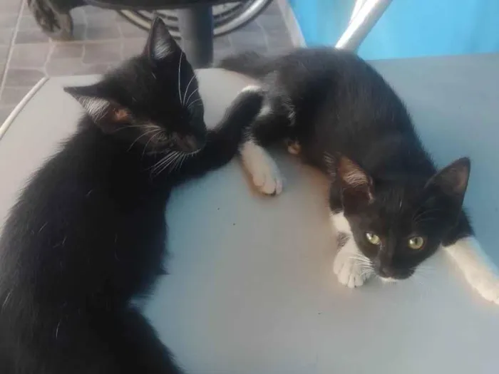 Gato ra a SRD-ViraLata idade 2 a 6 meses nome Chicó e Rosinha