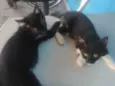 Chicó e Rosinha