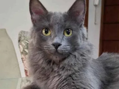 Gato raça SRD-ViraLata idade 1 ano nome Remo