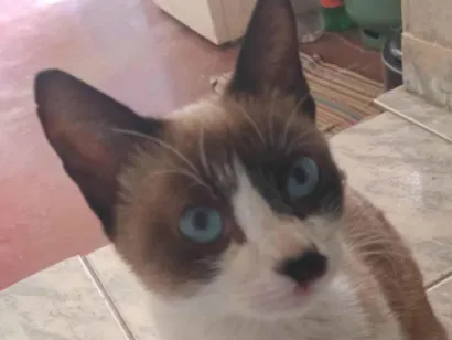 Gato raça Siamês idade 6 ou mais anos nome Mel