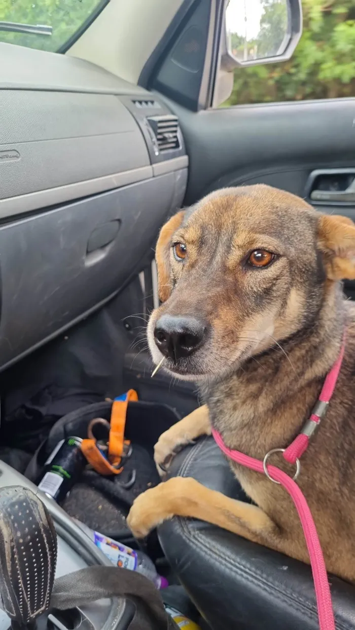 Cachorro ra a SRD-ViraLata idade 3 anos nome Bruce, Hermes, Eva 