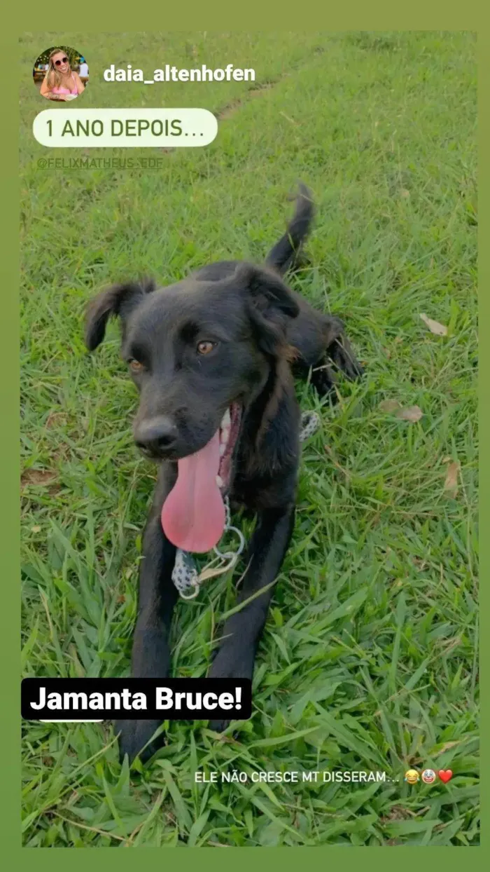 Cachorro ra a SRD-ViraLata idade 3 anos nome Bruce, Hermes, Eva 