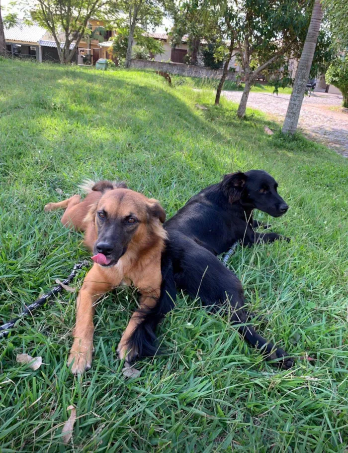 Cachorro ra a SRD-ViraLata idade 3 anos nome Bruce, Hermes, Eva 