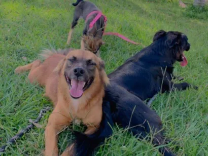 Cachorro raça SRD-ViraLata idade 3 anos nome Bruce, Hermes, Eva 