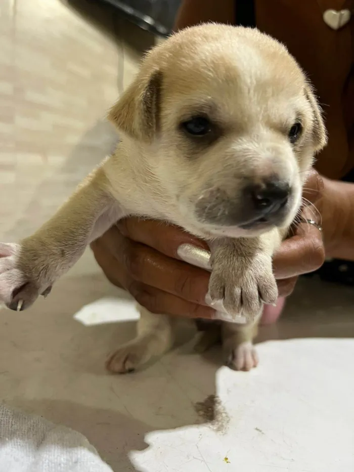 Cachorro ra a SRD-ViraLata idade 2 a 6 meses nome Sol