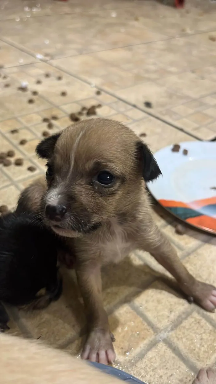 Cachorro ra a SRD-ViraLata idade 2 a 6 meses nome Sol