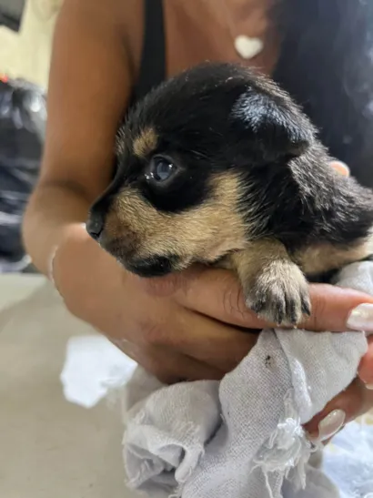 Cachorro raça SRD-ViraLata idade Abaixo de 2 meses nome Beka