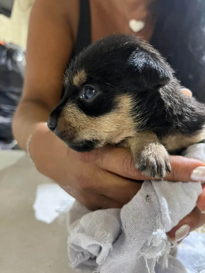 Cachorro ra a SRD-ViraLata idade Abaixo de 2 meses nome Beka