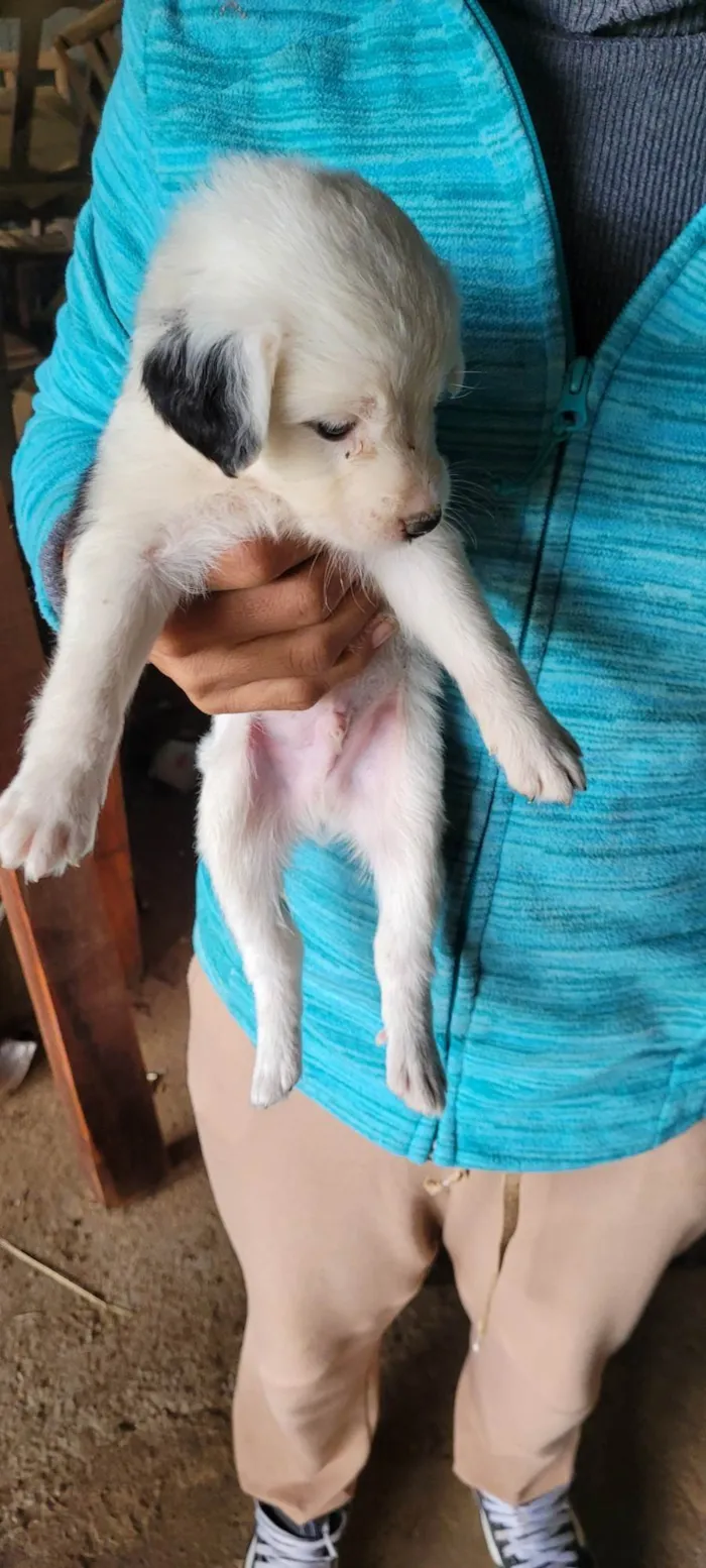 Cachorro ra a SRD-ViraLata idade Abaixo de 2 meses nome Ninhada