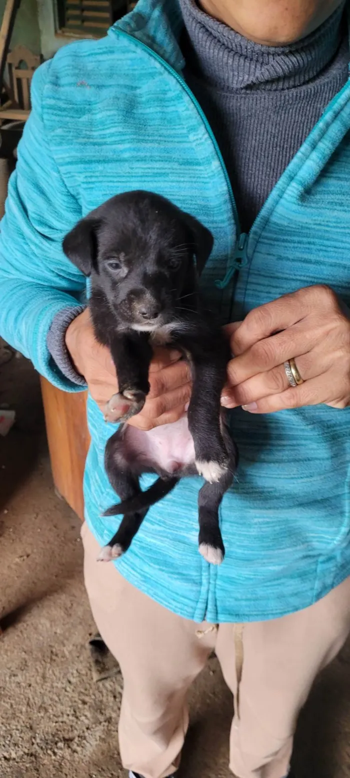 Cachorro ra a SRD-ViraLata idade Abaixo de 2 meses nome Ninhada