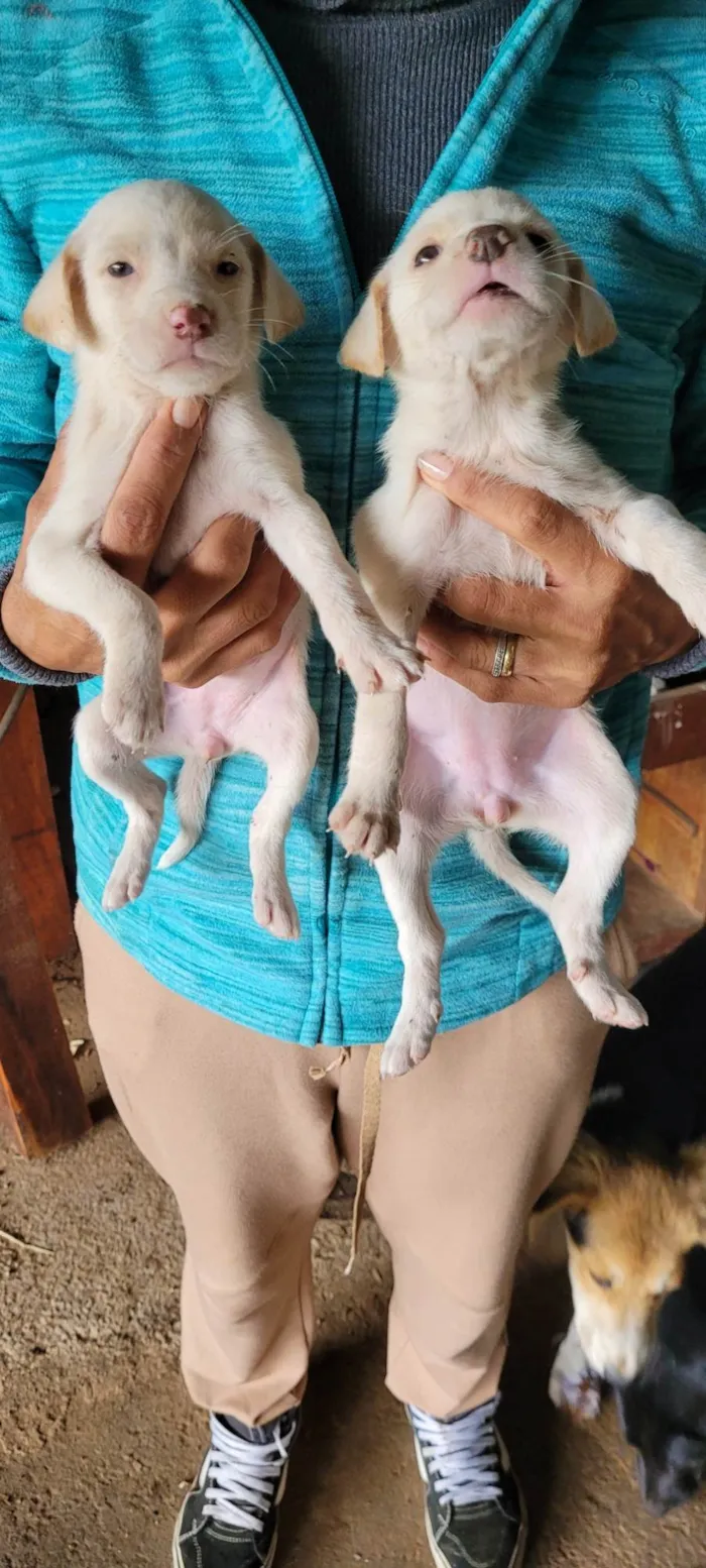Cachorro ra a SRD-ViraLata idade Abaixo de 2 meses nome Ninhada