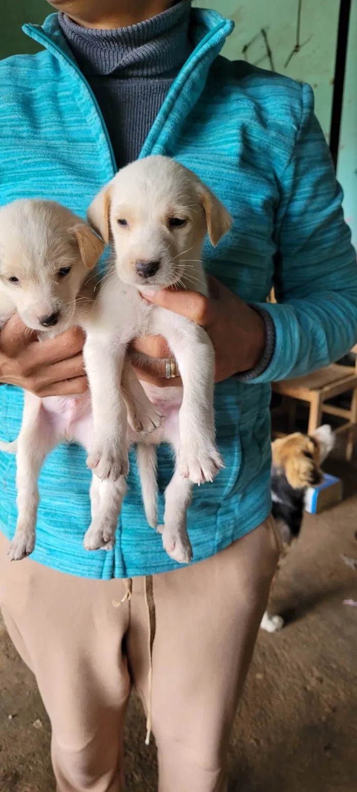 Cachorro ra a SRD-ViraLata idade Abaixo de 2 meses nome Ninhada