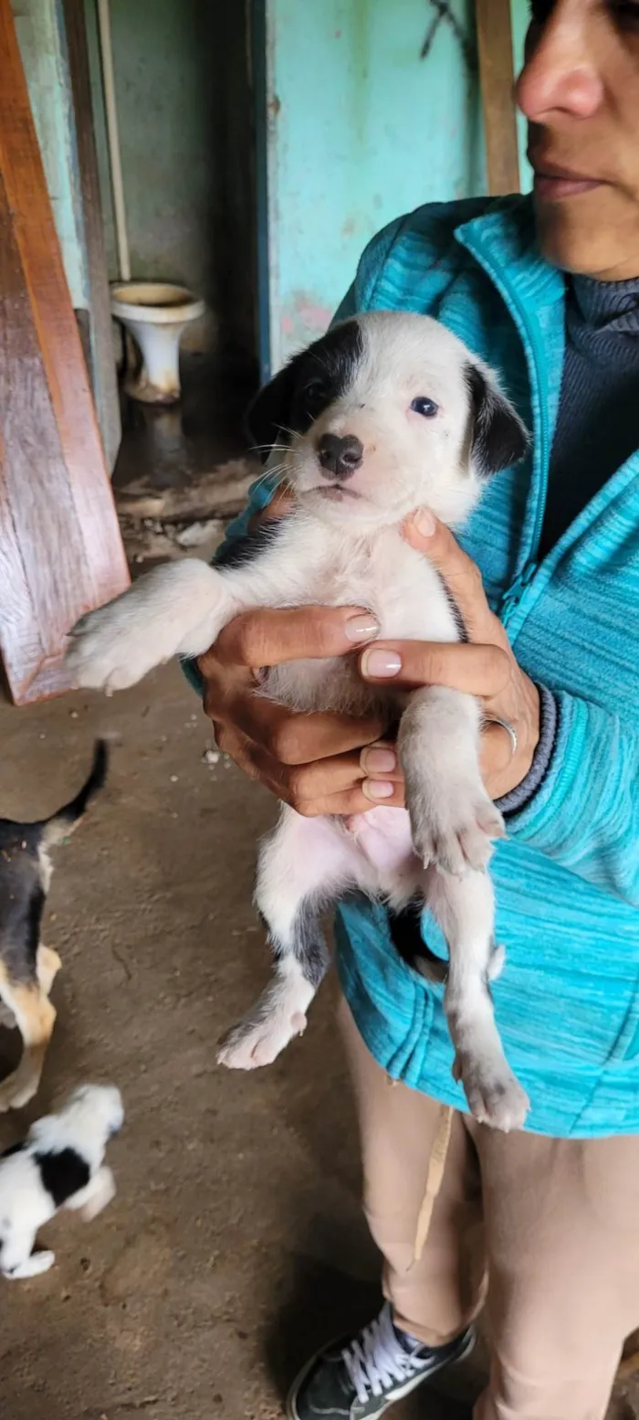 Cachorro ra a SRD-ViraLata idade Abaixo de 2 meses nome Ninhada