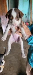 Ninhada