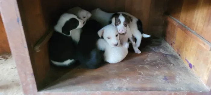 Cachorro ra a SRD-ViraLata idade Abaixo de 2 meses nome Ninhada