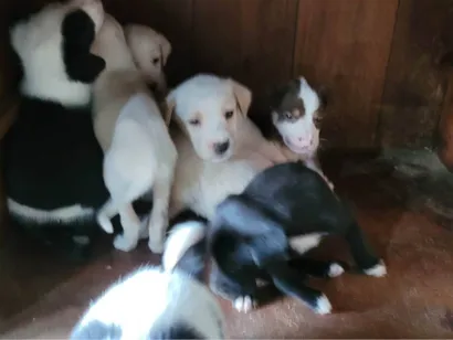 Cachorro raça SRD-ViraLata idade Abaixo de 2 meses nome Ninhada