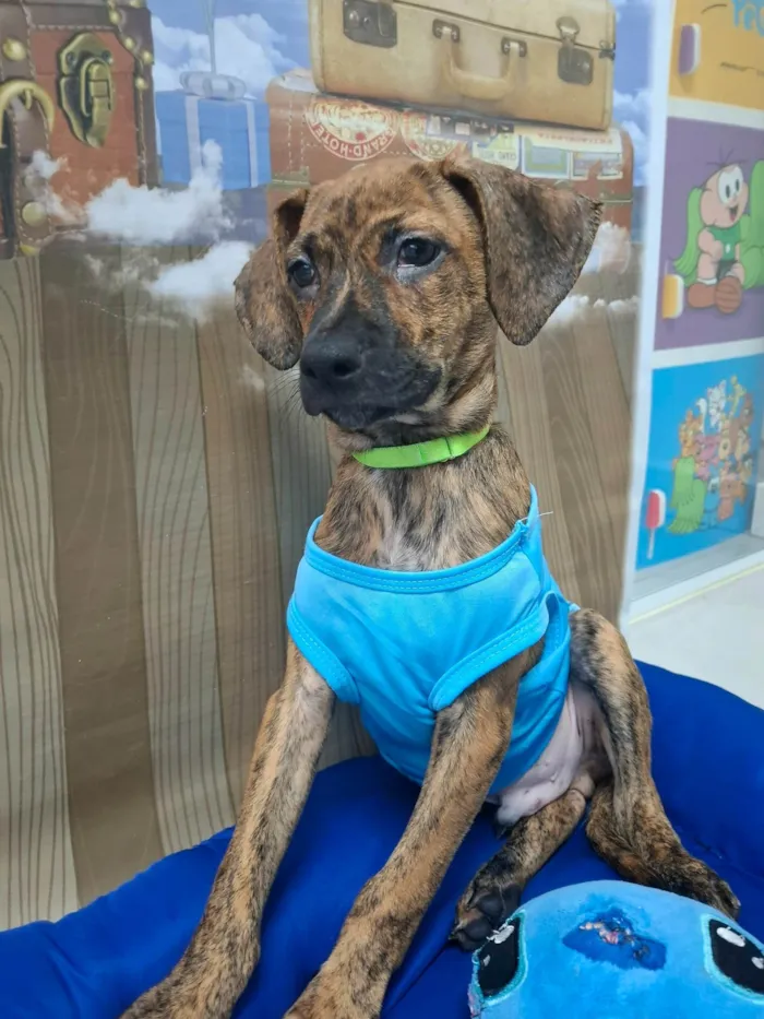 Cachorro ra a SRD-ViraLata idade 2 a 6 meses nome Dudu